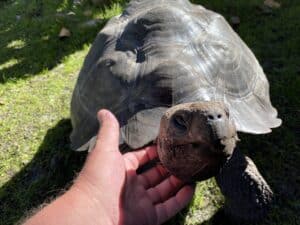 Galapagos Turtles in Stuart FL